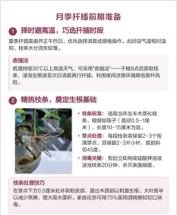 家里阳光不足怎么养花，选对植物种类，掌握养护技巧