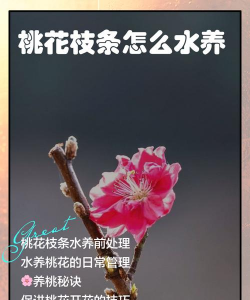 家里阳光不足怎么养花，选对植物种类，掌握养护技巧