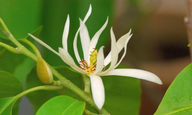 小众送妈妈的花有哪些花