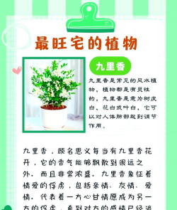 家里阳光不足怎么养花，选对植物种类，掌握养护技巧