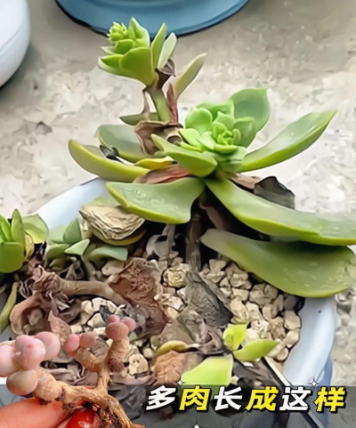 家里阳光不足怎么养花，选对植物种类，掌握养护技巧