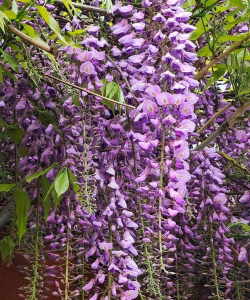 家里阳光不足怎么养花，选对植物种类，掌握养护技巧