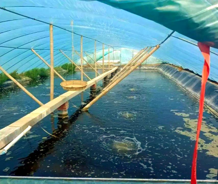 家里阳光不足怎么养花，选对植物种类，掌握养护技巧