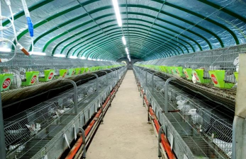 家里阳光不足怎么养花，选对植物种类，掌握养护技巧