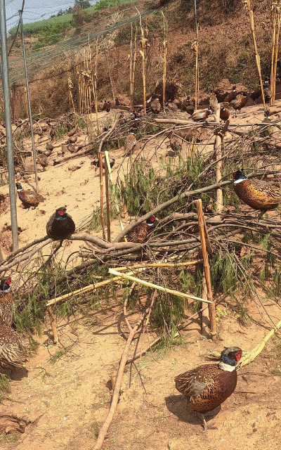 家里阳光不足怎么养花，选对植物种类，掌握养护技巧