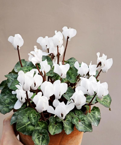 家里阳光不足怎么养花，选对植物种类，掌握养护技巧