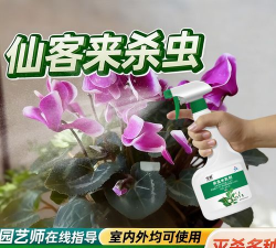 家里阳光不足怎么养花，选对植物种类，掌握养护技巧