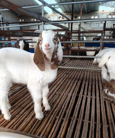 家里阳光不足怎么养花，选对植物种类，掌握养护技巧