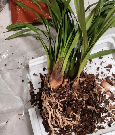 家里阳光不足怎么养花，选对植物种类，掌握养护技巧