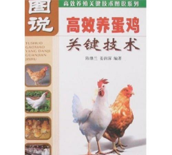 养蛋鸡技术 养蛋鸡技术