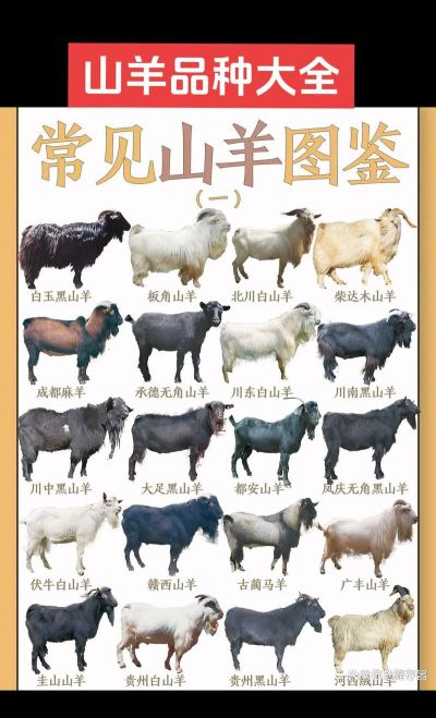 家里阳光不足怎么养花，选对植物种类，掌握养护技巧