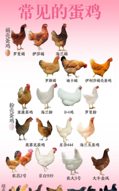 家里阳光不足怎么养花，选对植物种类，掌握养护技巧