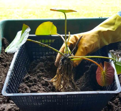 家里阳光不足怎么养花，选对植物种类，掌握养护技巧