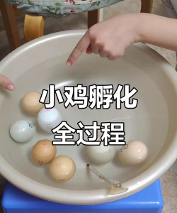 家里阳光不足怎么养花，选对植物种类，掌握养护技巧