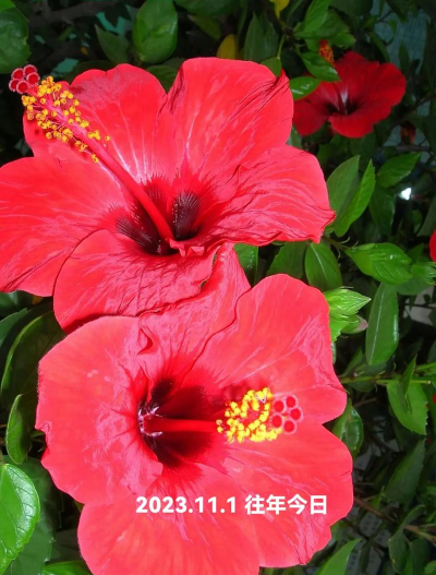 家里阳光不足怎么养花，选对植物种类，掌握养护技巧