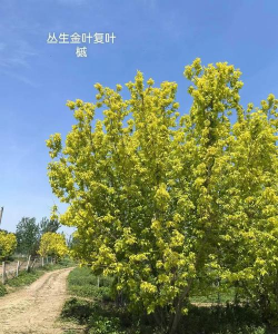家里阳光不足怎么养花，选对植物种类，掌握养护技巧