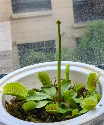 家里阳光不足怎么养花，选对植物种类，掌握养护技巧