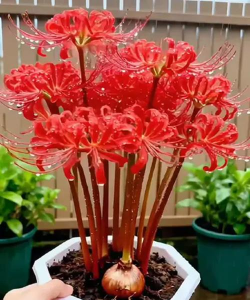 家里阳光不足怎么养花，选对植物种类，掌握养护技巧