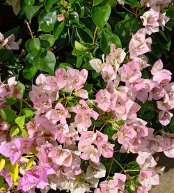 家里阳光不足怎么养花，选对植物种类，掌握养护技巧