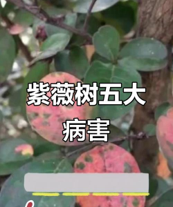 家里阳光不足怎么养花，选对植物种类，掌握养护技巧