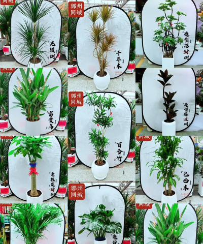 家里阳光不足怎么养花，选对植物种类，掌握养护技巧