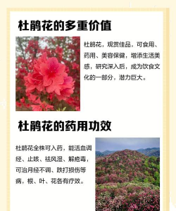 家里阳光不足怎么养花，选对植物种类，掌握养护技巧
