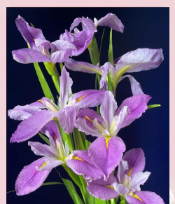 家里阳光不足怎么养花，选对植物种类，掌握养护技巧