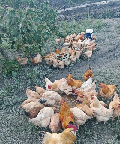 家里阳光不足怎么养花，选对植物种类，掌握养护技巧