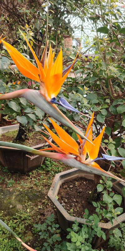 家里阳光不足怎么养花，选对植物种类，掌握养护技巧