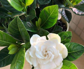 家里阳光不足怎么养花，选对植物种类，掌握养护技巧