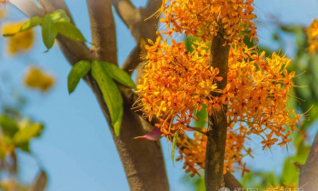 家里阳光不足怎么养花，选对植物种类，掌握养护技巧