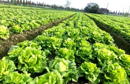 家里阳光不足怎么养花，选对植物种类，掌握养护技巧