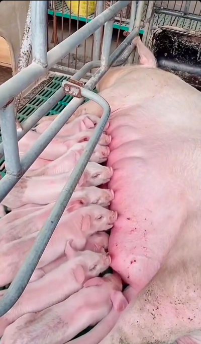 家里阳光不足怎么养花，选对植物种类，掌握养护技巧