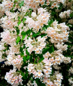 家里阳光不足怎么养花，选对植物种类，掌握养护技巧