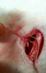 家里阳光不足怎么养花，选对植物种类，掌握养护技巧