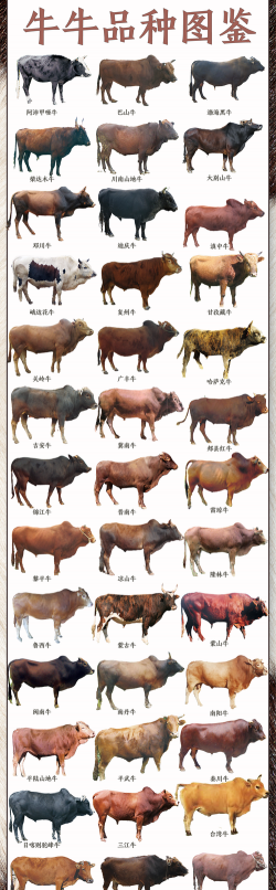 家里阳光不足怎么养花，选对植物种类，掌握养护技巧