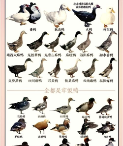 家里阳光不足怎么养花，选对植物种类，掌握养护技巧