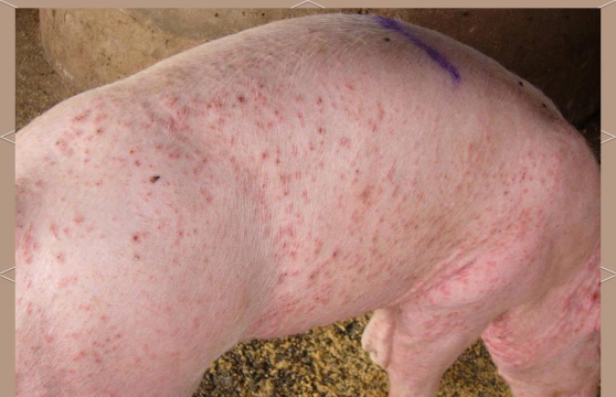 家里阳光不足怎么养花，选对植物种类，掌握养护技巧