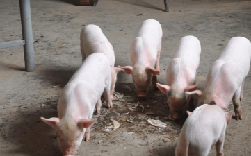 家里阳光不足怎么养花，选对植物种类，掌握养护技巧