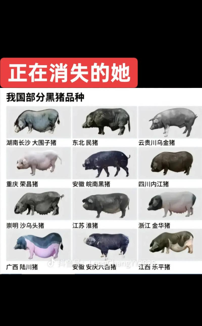 家里阳光不足怎么养花，选对植物种类，掌握养护技巧