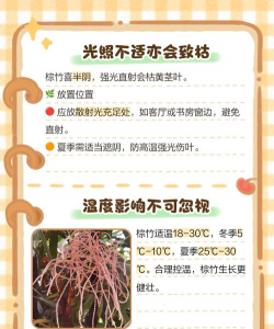 家里阳光不足怎么养花，选对植物种类，掌握养护技巧