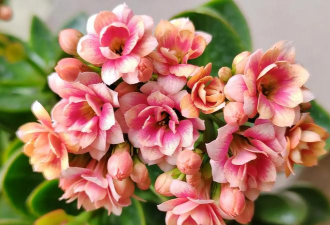 家里阳光不足怎么养花，选对植物种类，掌握养护技巧