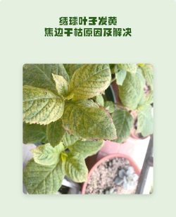家里阳光不足怎么养花，选对植物种类，掌握养护技巧