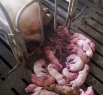 家里阳光不足怎么养花，选对植物种类，掌握养护技巧