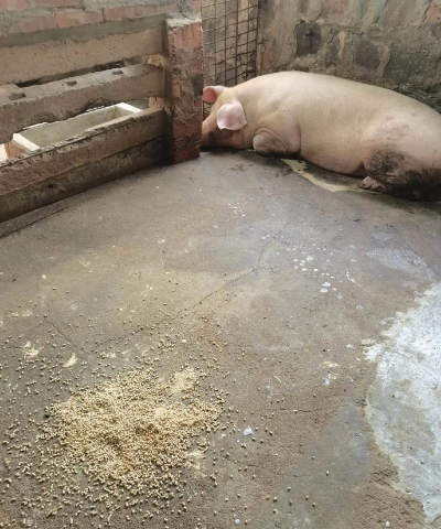 家里阳光不足怎么养花，选对植物种类，掌握养护技巧