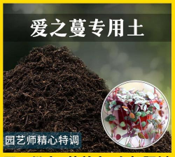 家里阳光不足怎么养花，选对植物种类，掌握养护技巧