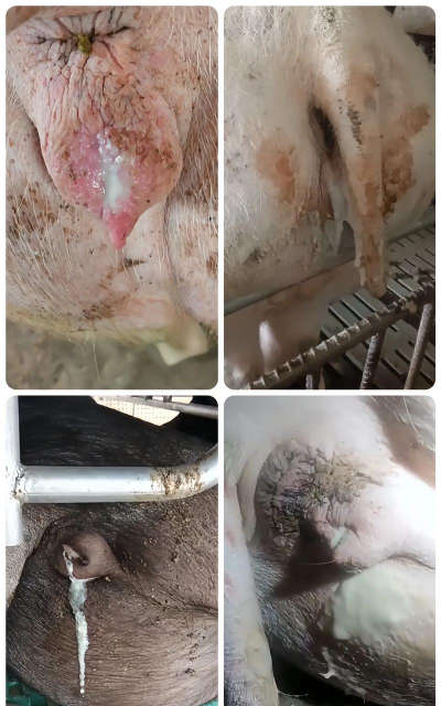 家里阳光不足怎么养花，选对植物种类，掌握养护技巧