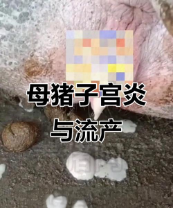 家里阳光不足怎么养花，选对植物种类，掌握养护技巧