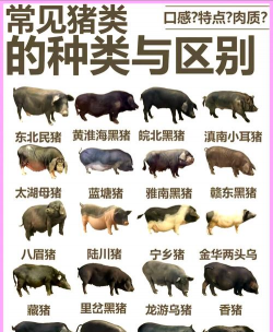 家里阳光不足怎么养花，选对植物种类，掌握养护技巧