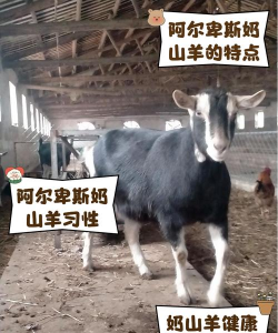 家里阳光不足怎么养花，选对植物种类，掌握养护技巧